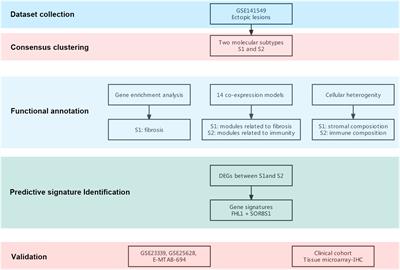 Distinct subtypes of endometriosis identified based on stromal-immune microenvironment and gene expression: implications for hormone therapy